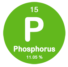 Phosphorus Content