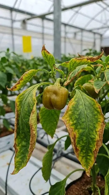 Bell_pepper_showing_potassium_de…