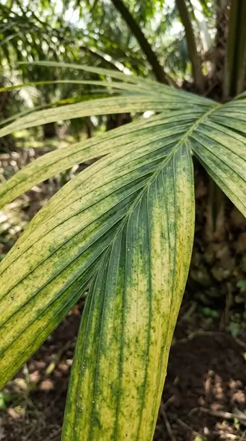 Crop_leaves_showing_chlorosis