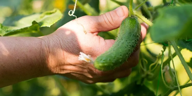 Cucumber