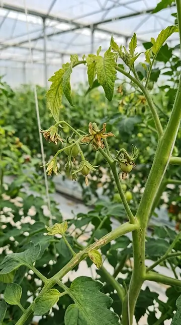 Greenhouse_crop_boron_deficiency