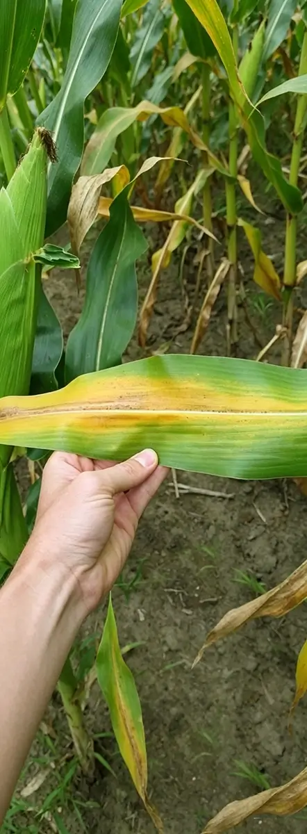 Nitrogen Deficiency