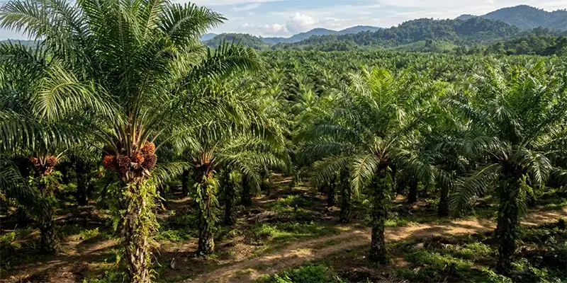 Oil Palm