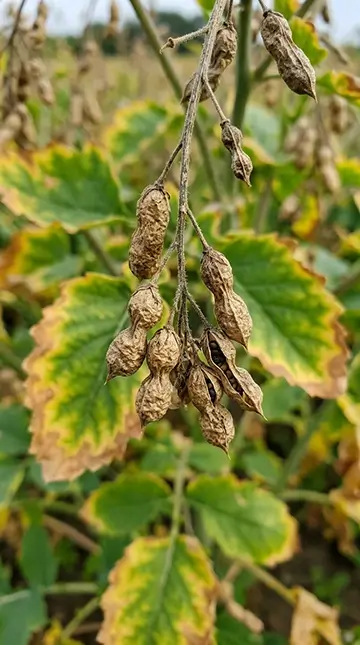 Oilseed_pods_showing_Potassium_d