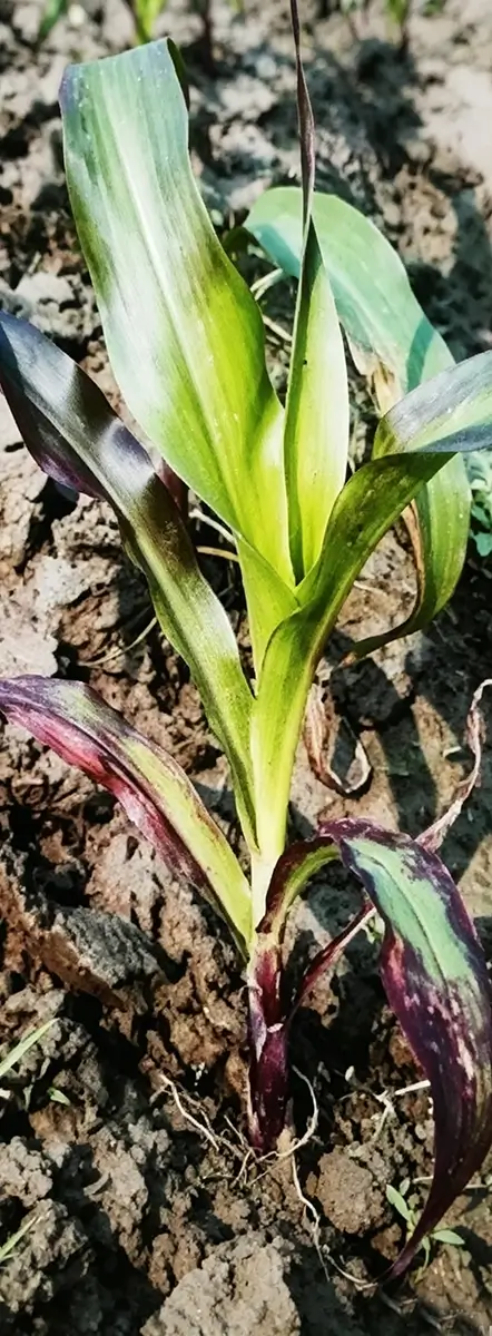 Phosphorus Deficiency