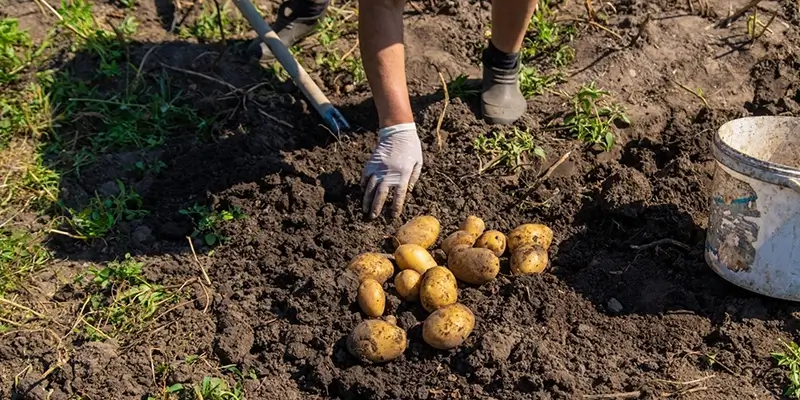 Potato