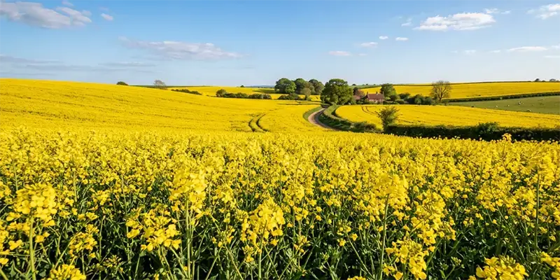 Rapeseed (Canola)
