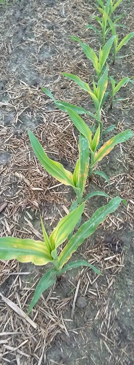 Sulfur Deficiency