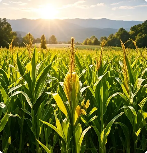 North America Crop Background