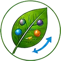 Nutrient Release Inside Plant icon