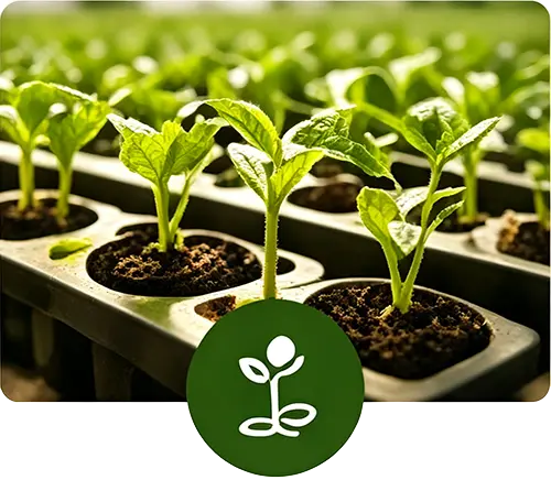 Seedling Establishment