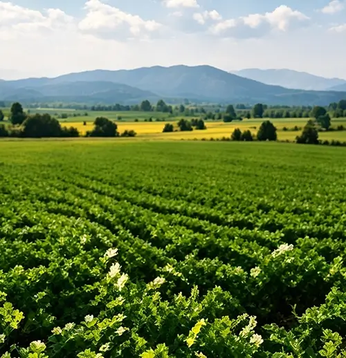 South America Crop Background